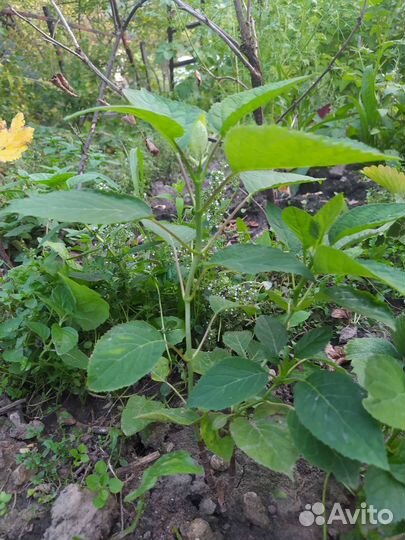 Гортензия древовидная