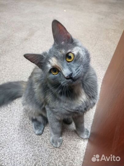 Глаза цвета 