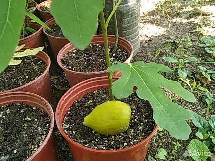 Саженцы инжира