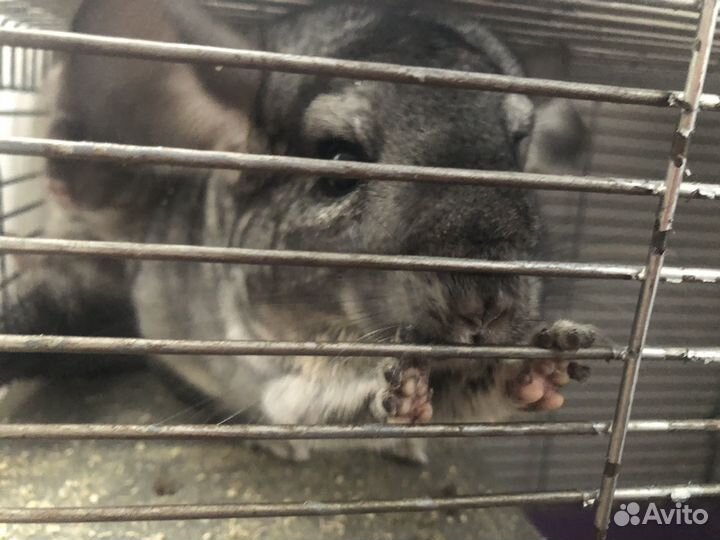 Клетка для грызунов