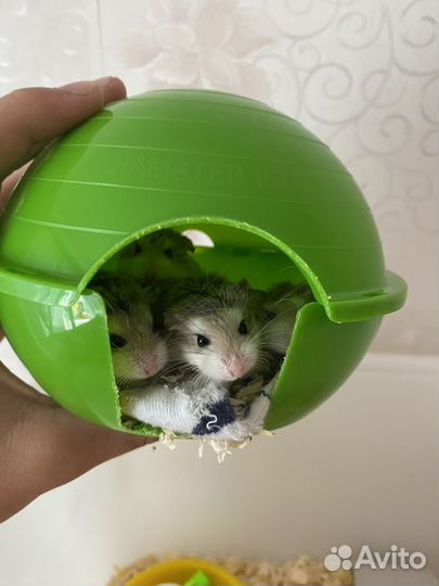Джунгарские хомячки