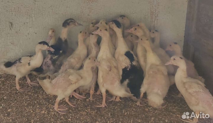 Гуси Серая крупная, мулард, утка бройлерная