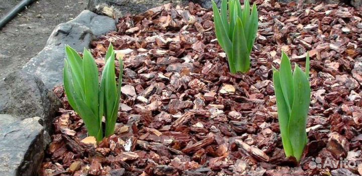 Кора сосны / Щепа декоративная