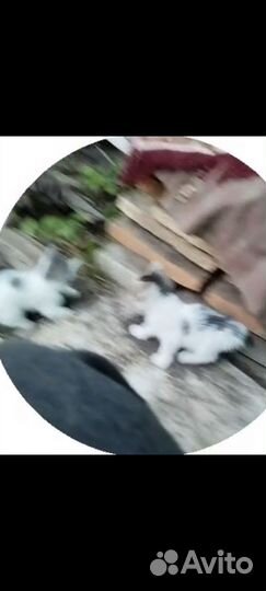 Отдам котенка в добрые руки