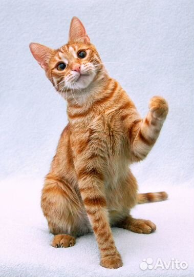 Ярко-рыжий кот Кум Тыква