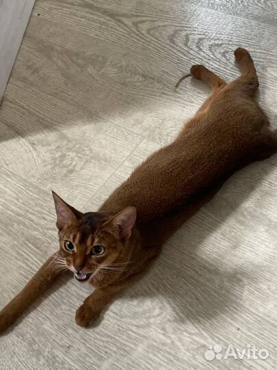 Абиссинские котята (родились 02.02.2025)