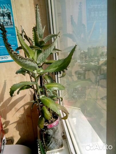 Оч. полезный цветок в доме. Каланхоэ