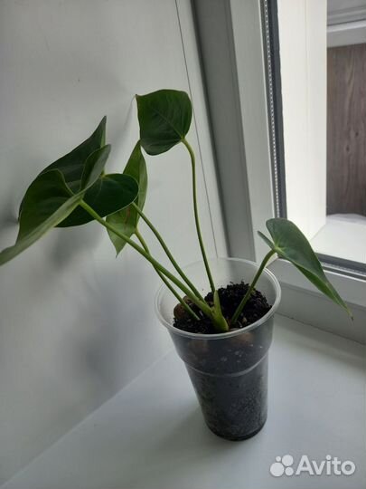 Антуриум красный