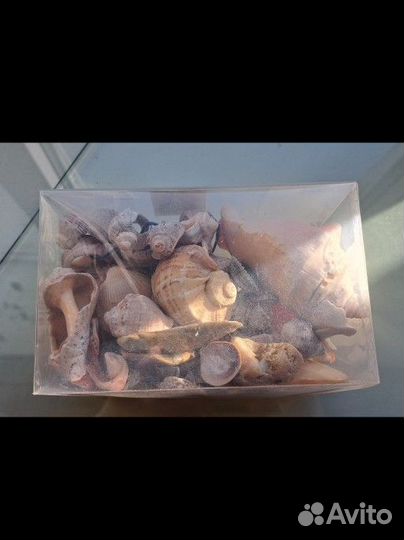 Морские ракушки