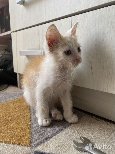 Котенок (котик)