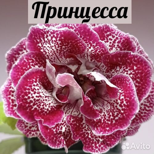 Глоксинии