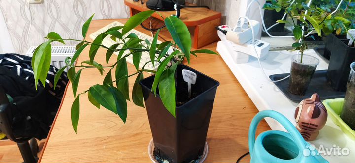 Клементин Амоа 8