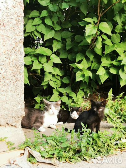 Котята в добрые руки