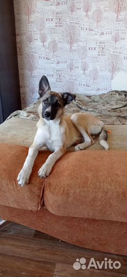 Щенок подросток в добрые руки