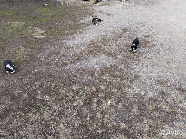 Щенки дворняшки бесплатно