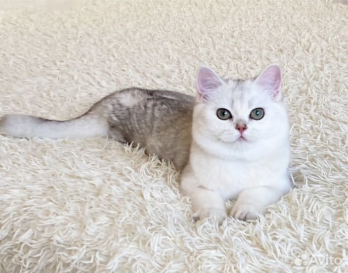 Великолепная серебристая шиншилла