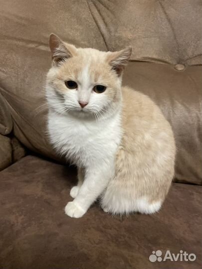 Котенок в добрые руки