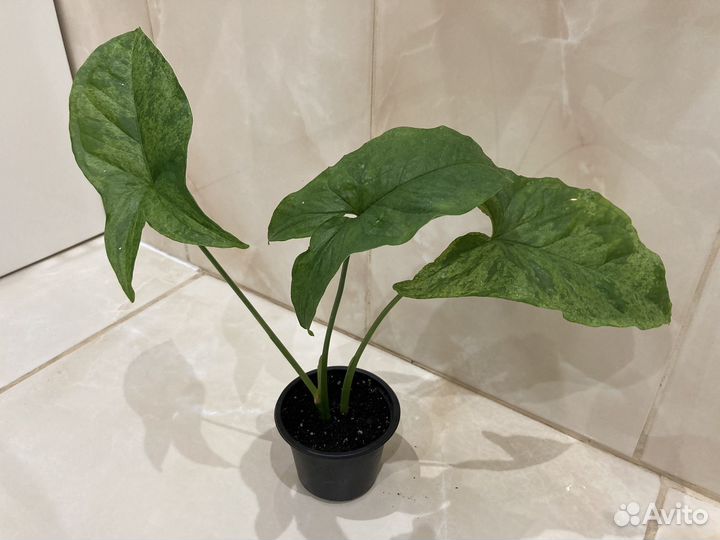 Сингониум три сорта