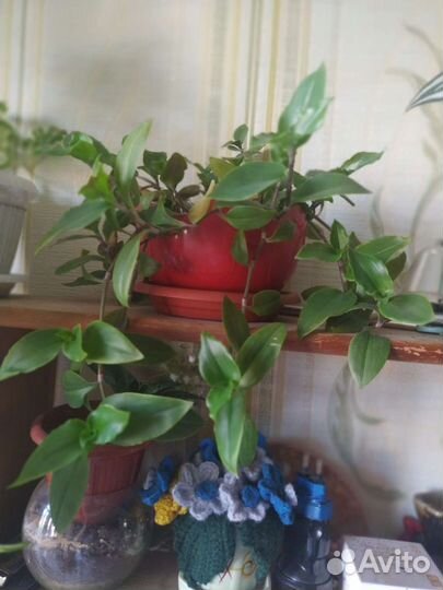 Комнатные цветы