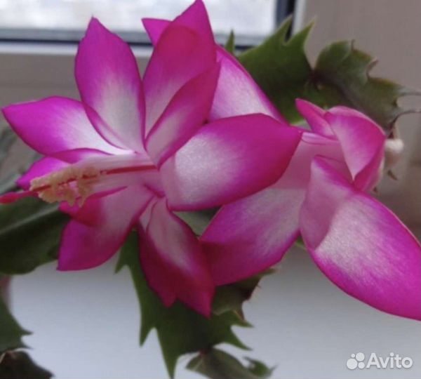 Шлюмбергера (декабрист)