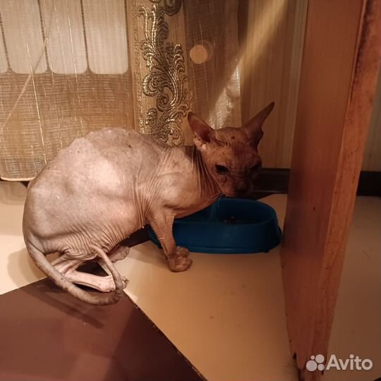 Канадский сфинкс