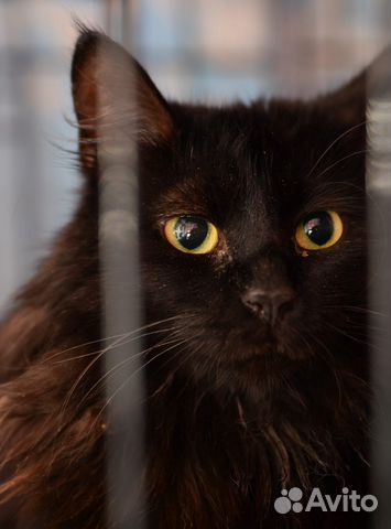 Отдам кошечку Несси