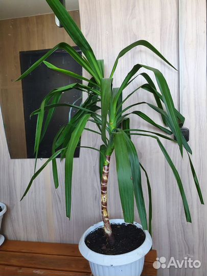 Комнатные цветы юкка