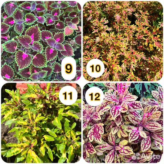 Колеус вегетативный