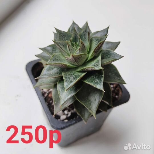 Суккуленты