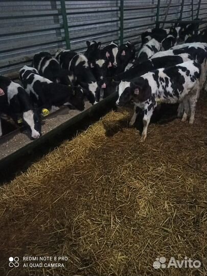 Телята бычки