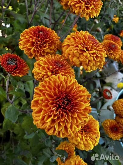 Хризантемы