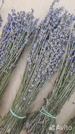 Крымская лаванда