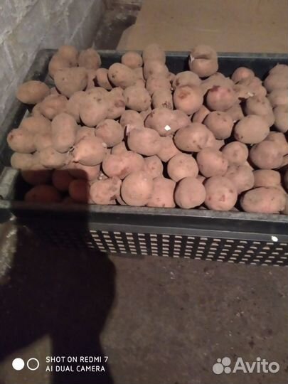 Картофель на посадку или корм скоту