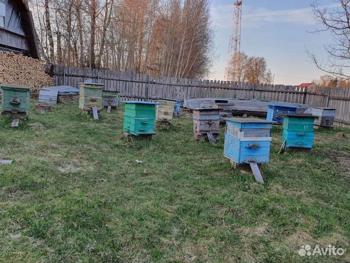 Пчелосемьи