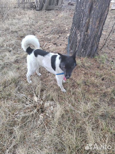 Отдам бесплатно собаку