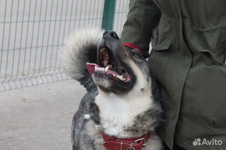 Коррекция поведения собак