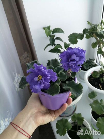 Комнатные цветы