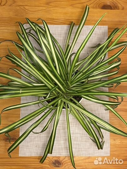 Хлорофитум