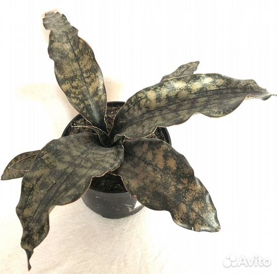 Сансевиерии Стар Роуз,Стар Грин,Копертон