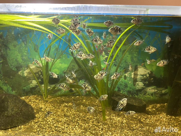 Аквариумные рыбки