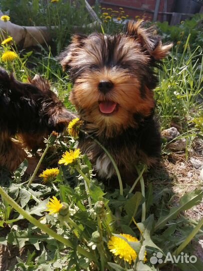 Йоркширский терьер щенки стандарт