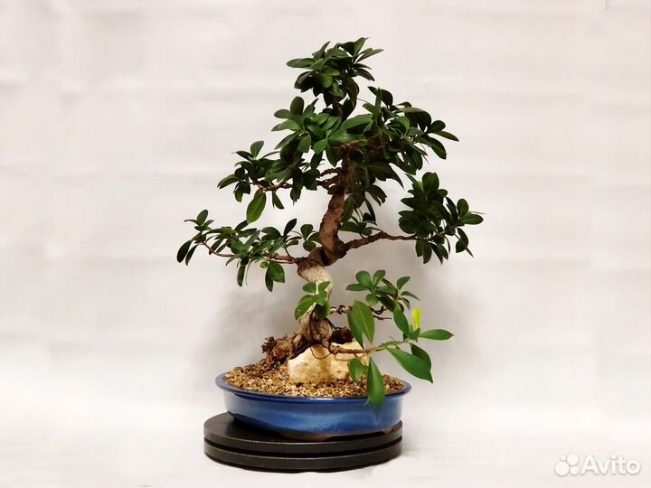 Бонсай фикус Женьшень на камне