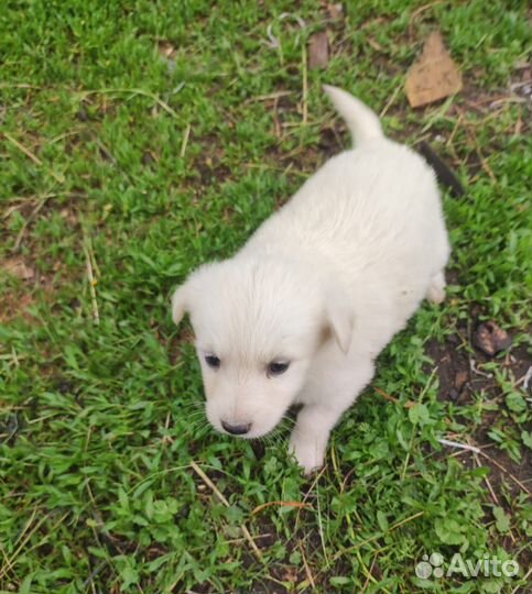 Щенки,помесь лабрадора