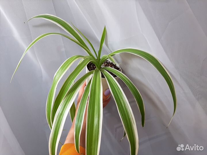 Комнатные домашние растения