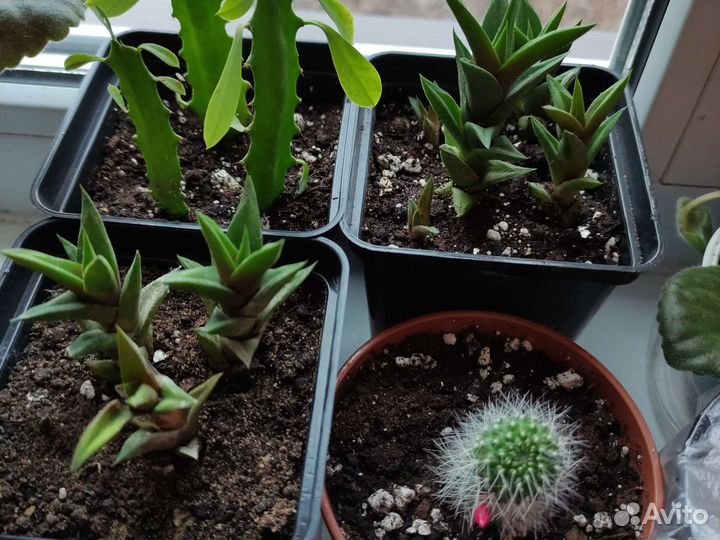 Продам алое древовидное (столетник)