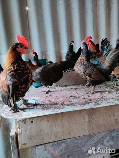 Карликовые курочки