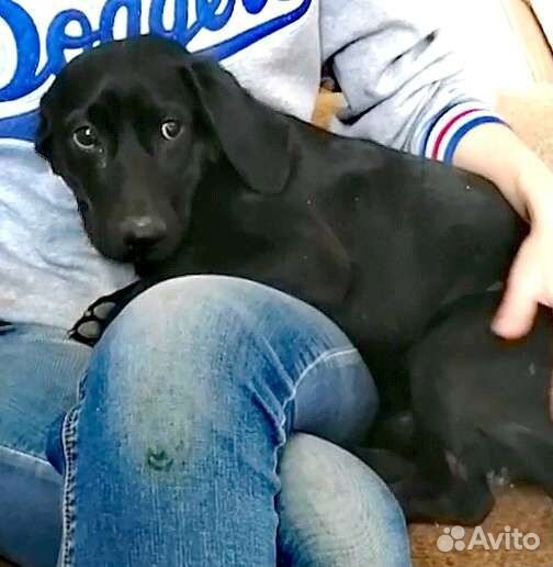 Метис таксы в добрые руки