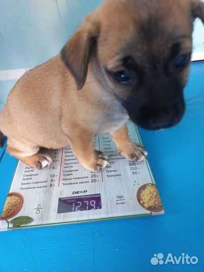 Щенки от маленькой собачки в дар