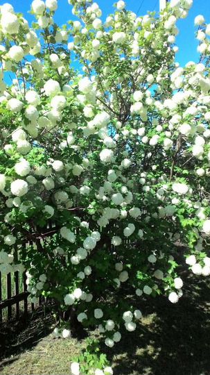 Дача 82 м² на участке 15 сот.