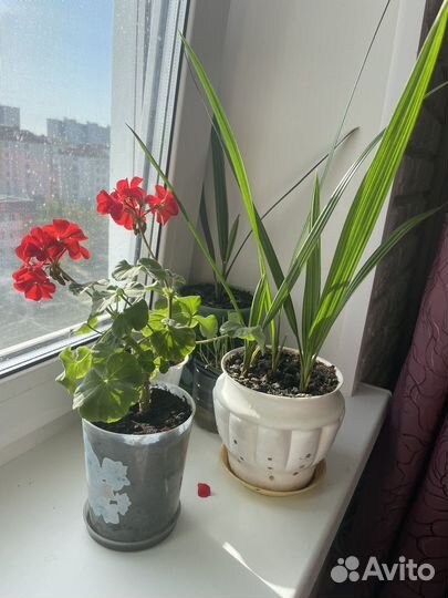 Комнатные цветы